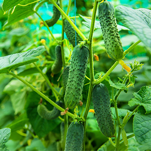 varieties gherkin